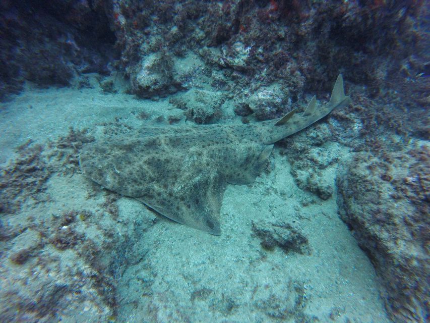 Puerto Del Carmen: Try Scuba Diving with 2 Dives and Photos - Break time: snacks, regrouping, and getting ready for the deeper water