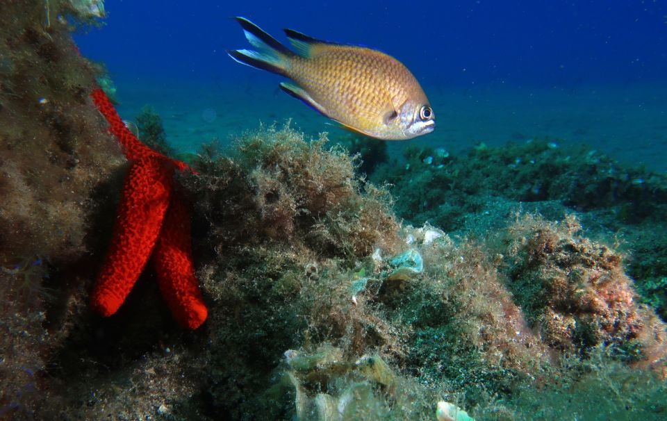 Puerto Del Carmen: Try Scuba Diving with 2 Dives and Photos - Second underwater session to 12 metres: more time to see the sea life