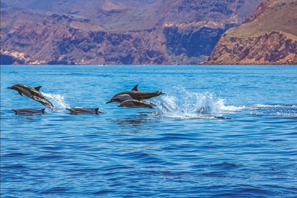 Puerto Rico : 2 hour Dolphin Catamaran Excursion - Practical Tips for Making Your Chances Better