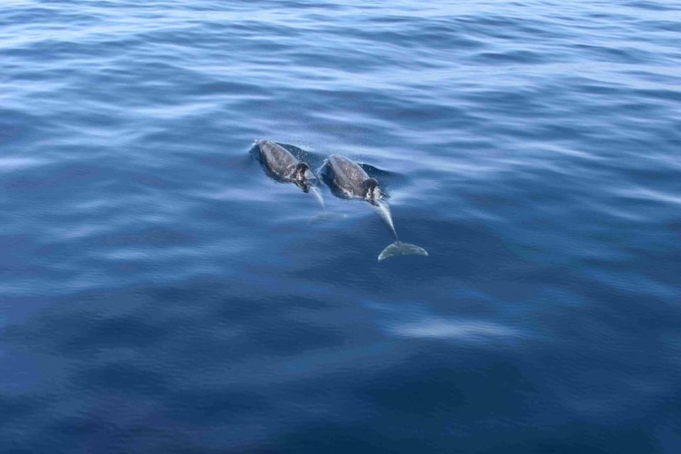 Puerto Rico de Gran Canaria: Premium Dolphin Catamaran Tour - Comfortable Catamaran Cruising: Soft Seats, Sunbeds, and Real Chill Time