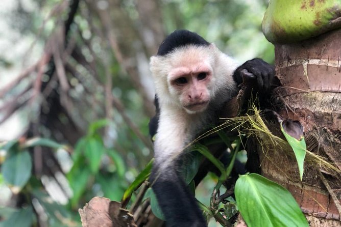 Puntarenas Shore Excursion: Rainforest Skywalk & Tarcoles River - Who should book (and who should choose a different tour)