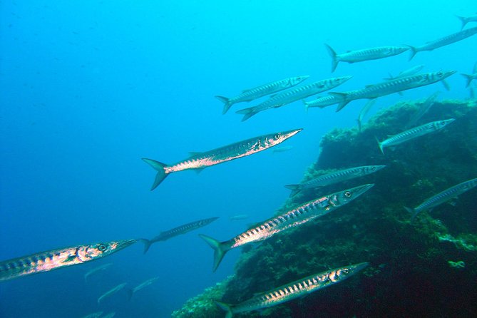 Qualified Diver 1 Tank Dive in Mykonos - Key things to know before you go