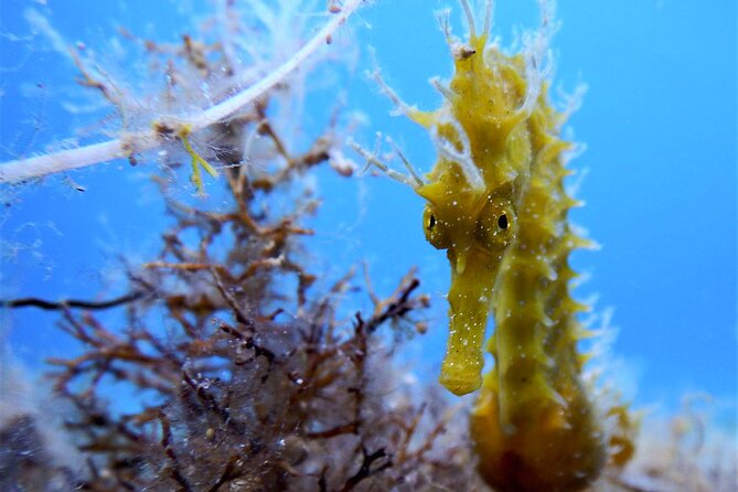 Qualified Diver 1 Tank Dive in Mykonos - The 3-hour plan: what the schedule usually feels like