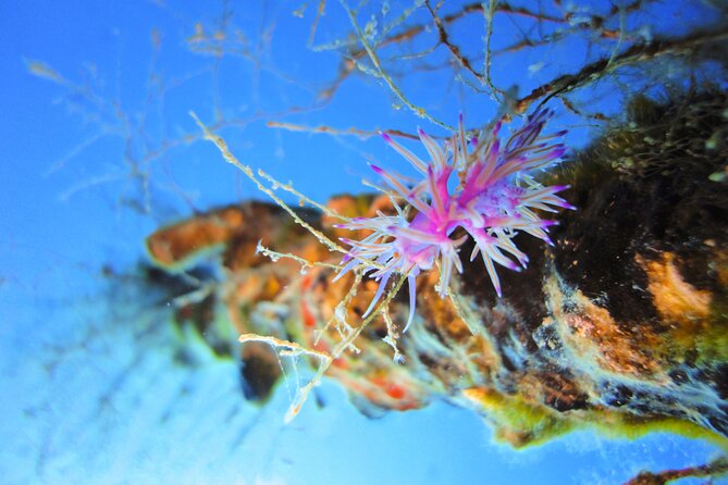 Qualified Diver 1 Tank Dive in Mykonos - Small-group coaching: why six people matters (and names you might meet)