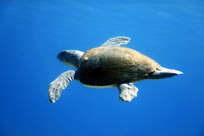 Qualified Diver 1 Tank Dive in Mykonos - What you’ll likely see: Aegean animals without the hype