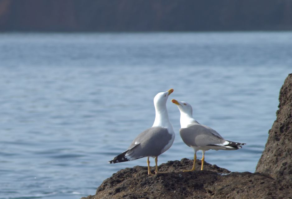 Quinta do Lorde: Kayak Experience in Ponta de São Lourenço - Quick Highlights You’ll Care About