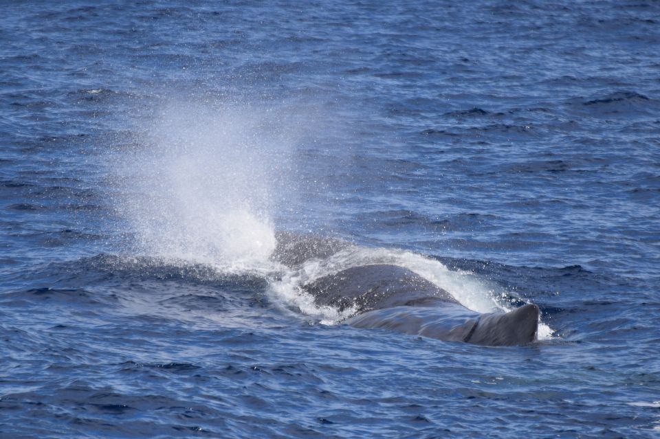 Rabo de Peixe: Sperm Whale Sanctuary Expedition - From Clube Naval Rabo Peixe to Sea: Why the Start Matters