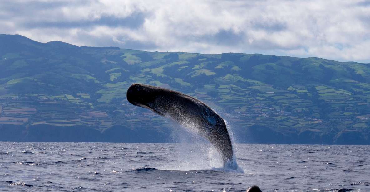 Rabo de Peixe: Sperm Whale Sanctuary Expedition - Species Spotting With Marine Biologists On Board