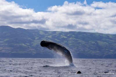 Rabo de Peixe: Sperm Whale Sanctuary Expedition - The 3-Hour Atlantic Search: What the Boat Time Feels Like