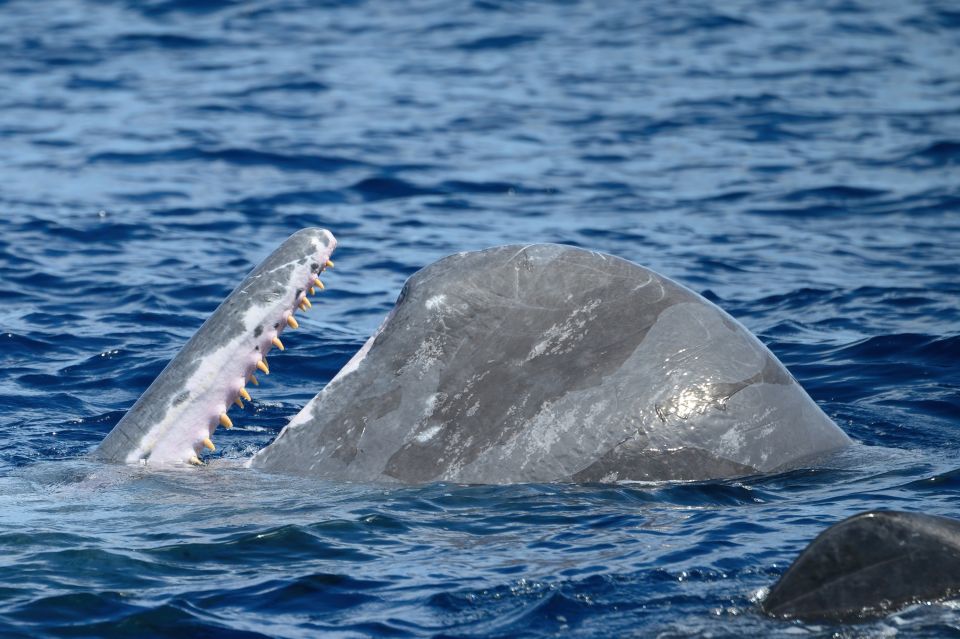 Rabo de Peixe: Sperm Whale Sanctuary Expedition - Beyond Sperm Whales: The Coast Is Part of the Show