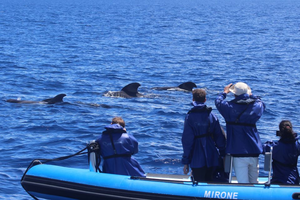 Rabo de Peixe: Sperm Whale Sanctuary Expedition - What’s Included, What You Need to Bring, and What You’ll Pay For