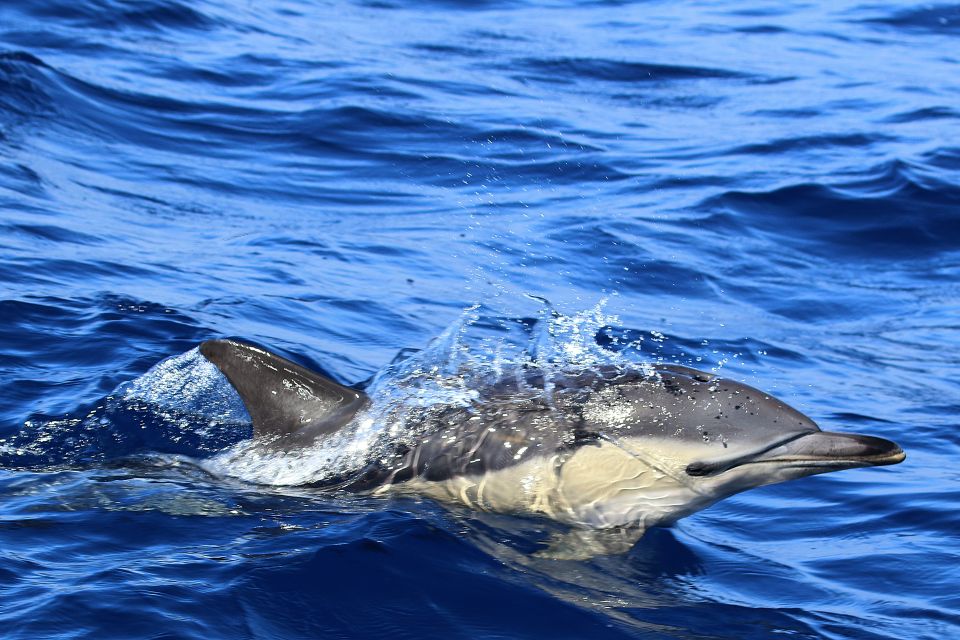Rabo de Peixe: Sperm Whale Sanctuary Expedition - Who This Tour Fits Best (And Who Should Skip It)