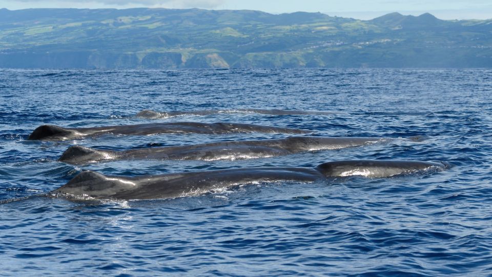 Rabo de Peixe: Sperm Whale Sanctuary Expedition - Price and Logistics: Is $82 Good Value Here?