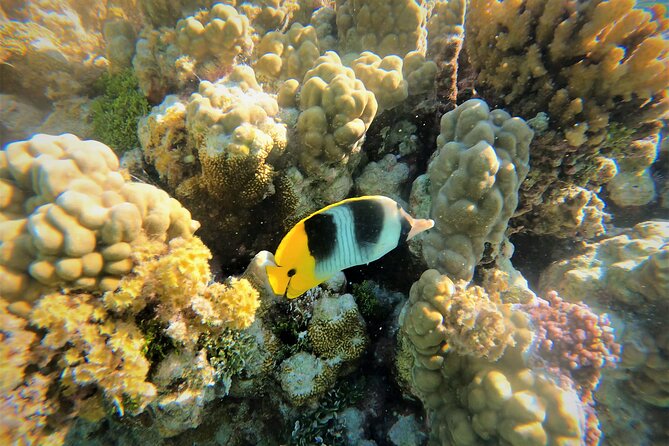 Raiatea-Tahaa Snorkeling in our beautiful Coral Garden - Key things to know