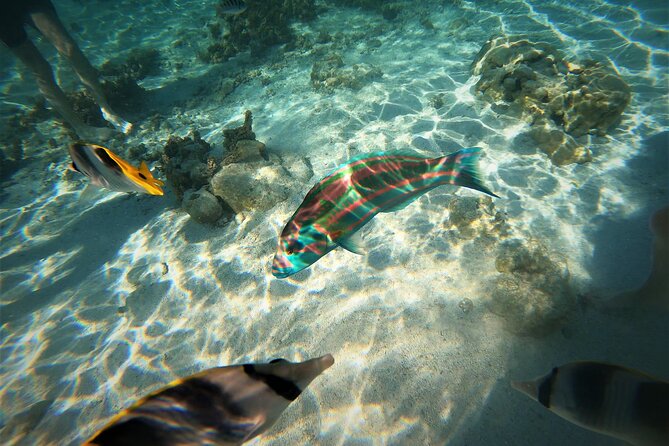 Raiatea-Tahaa Snorkeling in our beautiful Coral Garden - Raiatea to Tahaa: the morning sail that sets the mood