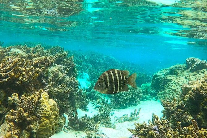 Raiatea-Tahaa Snorkeling in our beautiful Coral Garden - Reef time, gear, and guide help (especially for nervous snorkelers)