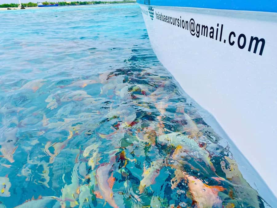Rangiroa: Blue Lagoon Tiputa Pass Coral Garden Island Birds - Key points before you go