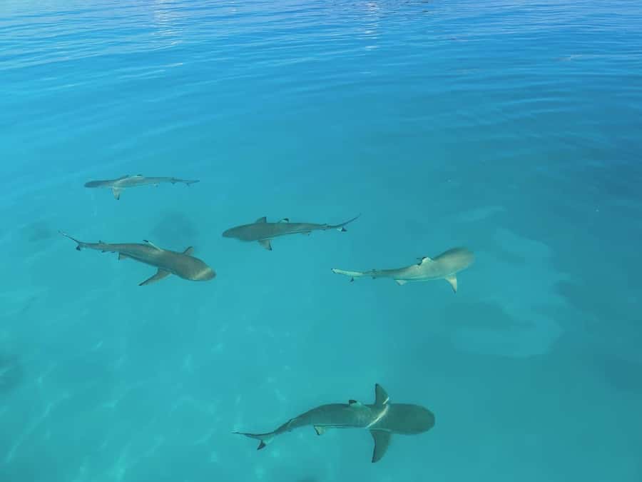 Rangiroa: Blue Lagoon Tiputa Pass Coral Garden Island Birds - Price and value: does $176 buy enough on Rangiroa