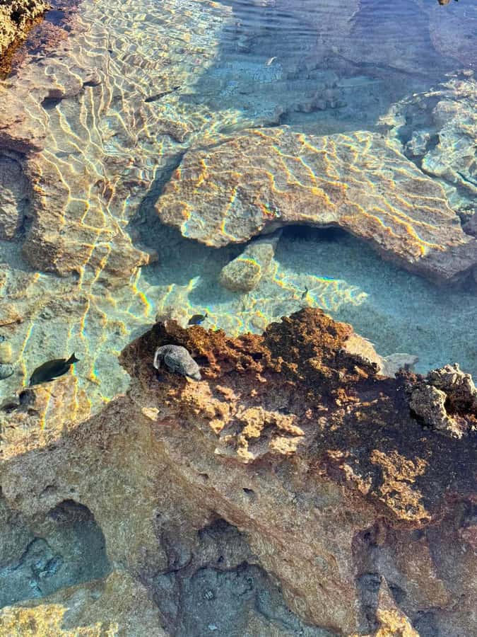Rangiroa: Blue Lagoon Tiputa Pass Coral Garden Island Birds - Should you book the Rangiroa Blue Lagoon + Tiputa Pass + Pink Sand + Birds day?