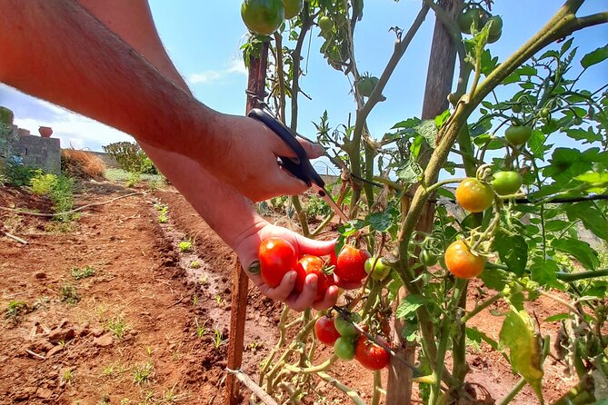 "Re-Canto" Farm-to-Table with Stunning Views at Madeira - How the Evening Starts at Re-Canto (6:00 pm Meet-Up)