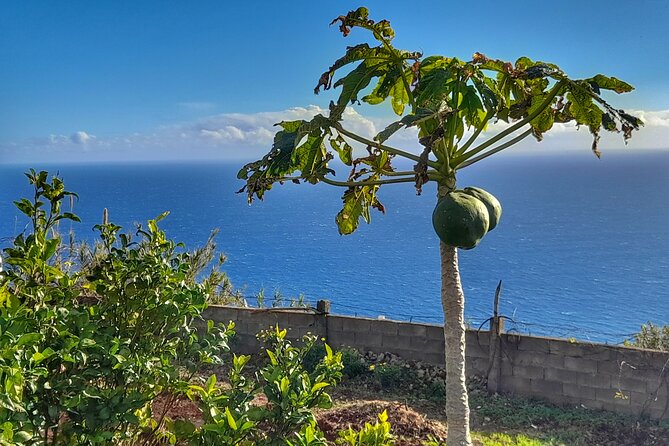 "Re-Canto" Farm-to-Table with Stunning Views at Madeira - Poncha First, Friends Next