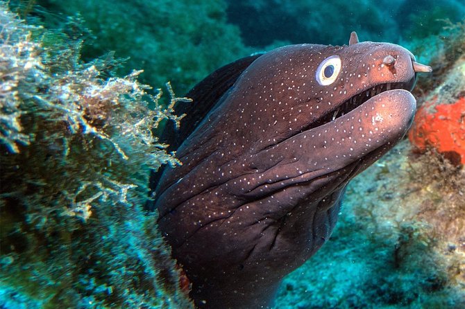 RECREATIONAL DIVE (certified divers only) : Explore Canarian Sealife - Key highlights worth booking