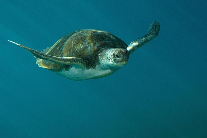 RECREATIONAL DIVE (certified divers only) : Explore Canarian Sealife - Why this Tenerife plan works: two sites, no rushed feeling