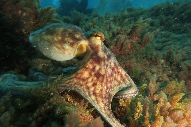 RECREATIONAL DIVE (certified divers only) : Explore Canarian Sealife - What happens during the 3 hours: a practical step-by-step flow
