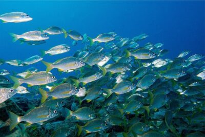 RECREATIONAL DIVE (certified divers only) : Explore Canarian Sealife - Choosing your underwater spot by certification and conditions