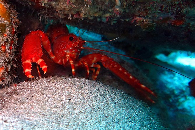 RECREATIONAL DIVE (certified divers only) : Explore Canarian Sealife - Canarian sea life: what you may spot (and why the guide matters)