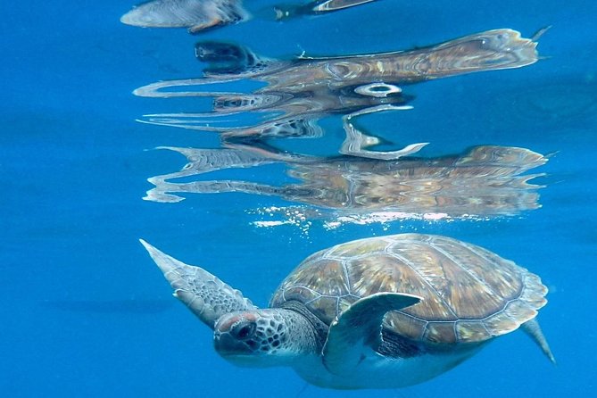 RECREATIONAL DIVE (certified divers only) : Explore Canarian Sealife - What’s included vs. what you must bring yourself