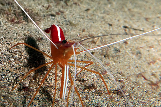 RECREATIONAL DIVE (certified divers only) : Explore Canarian Sealife - Price and value: is $114.93 a fair deal?