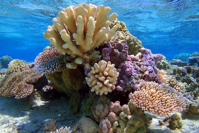 Reef Discovery Half Day Group Signature Tour - The small-group boat setup (and why it matters)
