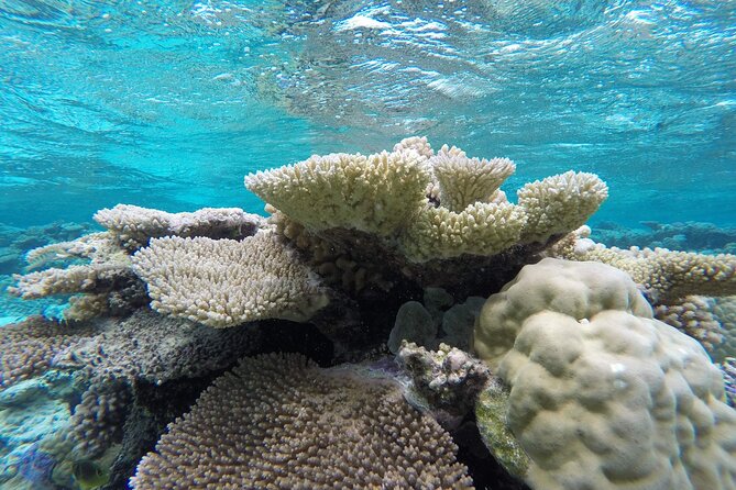Reef Discovery Private Full Day Lagoon Tour & Water Lunch - Timing, pace, and how the 5.5 hours actually feels
