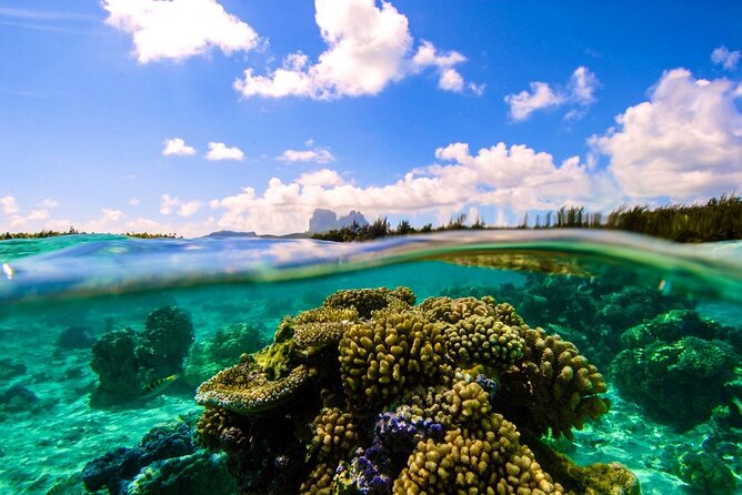 Reef Discovery Private Full Day Lagoon Tour & Water Lunch - Who this private lagoon tour is best for