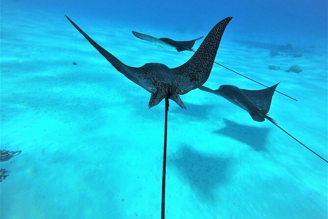 Reef Discovery Private Full Day Lagoon Tour & Water Lunch - Reef Discovery: the preserved coral garden snorkel stop