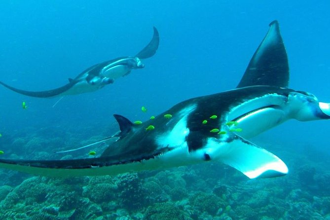 Reef Discovery Private Half Day Lagoon Tour - Timing and meeting points: how the half-day flows