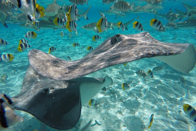 Reef Discovery Private Half Day Lagoon Tour - Who should book this lagoon tour (and who should pass)