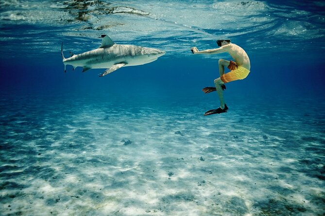 Reef Discovery Private Half Day Lagoon Tour - Should you book Reef Discovery’s Private Half Day Lagoon Tour?