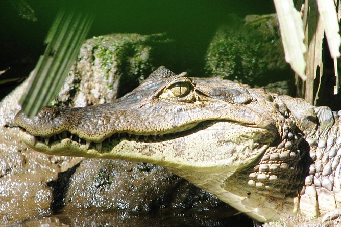 Relaxing Canoe Tour in Tortuguero - Morning on the water: why this Tortuguero timing works