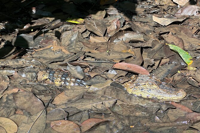 Relaxing Canoe Tour in Tortuguero - What happens on the canoe: creeks, lagoons, and real wildlife time