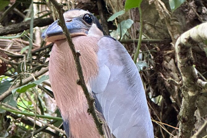 Relaxing Canoe Tour in Tortuguero - Comfort and practical reality: what to bring for a 6–9 AM start