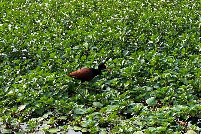 Relaxing Canoe Tour in Tortuguero - Cancellation and weather: plan for a backup