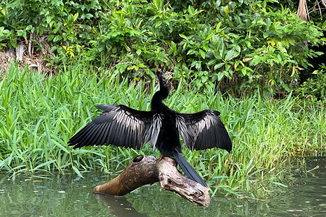 Relaxing Canoe Tour in Tortuguero - Who this canoe tour is best for