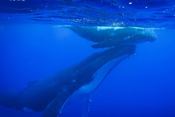 Respectful whale excursion to Tahiti in 4h30 - Key Things You’ll Notice Right Away