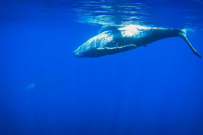 Respectful whale excursion to Tahiti in 4h30 - A 12-Passenger Boat Is the Real Upgrade