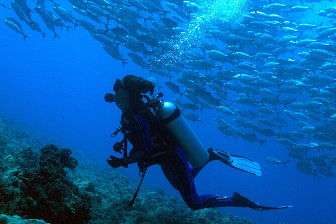 Respectful whale excursion to Tahiti in 4h30 - When the Crew Says It’s Safe to Go In