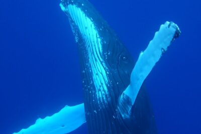 Respectful whale excursion to Tahiti in 4h30 - Dolphins Then Offshore Search for Humpbacks