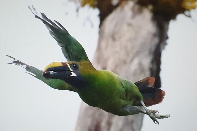 Resplendent Quetzal-Tucans- Tropical Birdwatching Tour Monteverde - Key things I’d write on a sticky note before you go