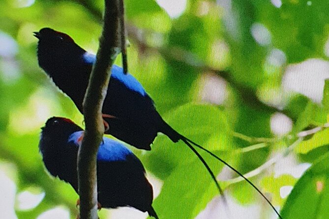 Resplendent Quetzal-Tucans- Tropical Birdwatching Tour Monteverde - Ficus Trails: how the walk turns the cloud forest into a bird map